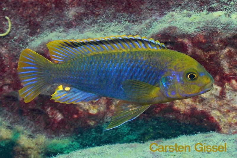 Iodotropheus sprengerae 'Makokola Reef'